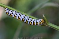 Cucullia scrophulariae