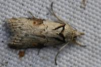 Nycteola revayana