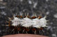 Polygonia c-album