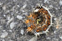Polygonia c-album