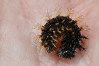 Araschnia levana