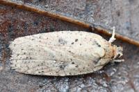 Agonopterix scopariella