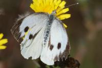 Pieris brassicae
