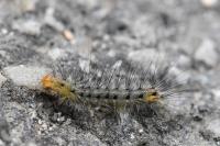 Spilosoma lubricipeda
