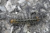 Spilosoma lubricipeda