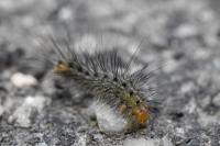 Spilosoma lubricipeda