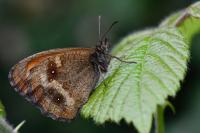 Pyronia tithonus