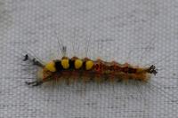 Orgyia antiqua