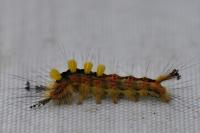 Orgyia antiqua
