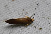 Crassa unitella