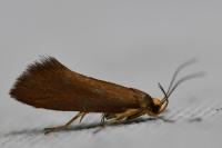Crassa unitella