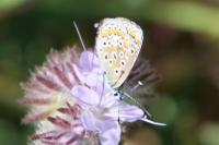 Polyommatus icarus