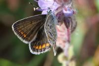 Polyommatus icarus