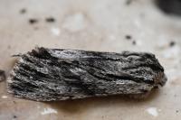 Asteroscopus sphinx