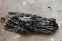 Asteroscopus sphinx