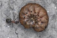 Noctua fimbriata