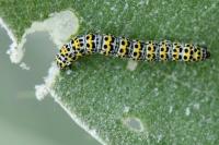 Cucullia verbasci