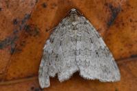 Operophtera brumata