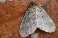 Operophtera brumata