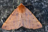 Colotois pennaria