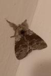 Calliteara pudibunda