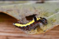 Acronicta psi