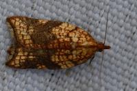 Acleris rhombana