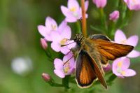 Thymelicus sylvestris