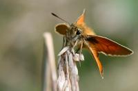 Thymelicus sylvestris