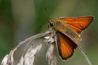 Thymelicus sylvestris