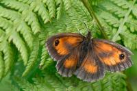 Pyronia tithonus