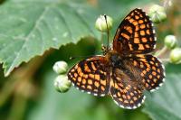 Melitaea athalia
