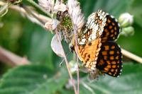 Melitaea athalia
