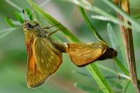 Ochlodes sylvanus