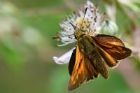 Ochlodes sylvanus