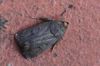 Amphipyra tragopoginis