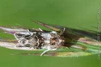Calophasia lunula