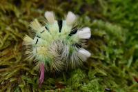 Calliteara pudibunda