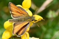 Thymelicus sylvestris
