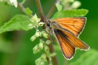 Thymelicus sylvestris