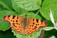 Polygonia c-album