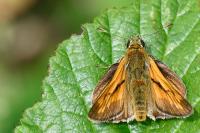 Ochlodes sylvanus