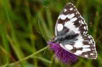 Melanargia galathea