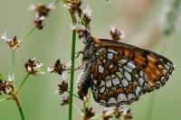 Melitaea athalia