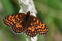 Melitaea athalia