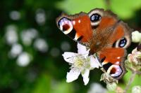 Aglais io