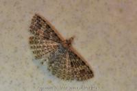 Alucita hexadactyla
