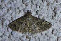 Alucita hexadactyla