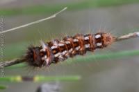 Acronicta rumicis