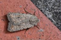 Caradrina clavipalpis